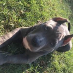 Meet your Posher, Belinda